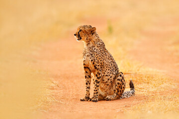 Cheetah, Acinonyx jubatus, walking wild cat. Fastest mammal on the land, Botswana, Africa. Cheetah on gravel road, face to face portrait. Spotted wild cat in nature habitat, Okavango delta