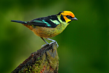 Flame-faced tanager, Tangara parzudakii, sitting on beautiful mossy branch. Bird from Mindo, Ecuador. Birdwatching in South America. Animal in the green forest.