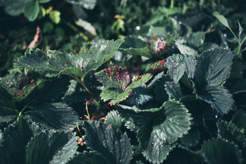 Infection of strawberry leaves with fungus. Strawberry disease - brown and red spots.