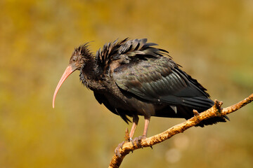 Bald Ibis Geronticus eremita, exotic bird in the nature habitat, evening sun light, during sunset, Marocco. Northern Ibis sitting on the branch, rock mountain in the background.