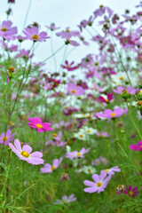 空に映えるコスモス