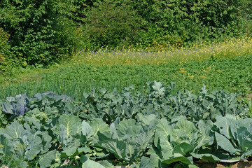 Summer view of well-kept garden beds with growing crops