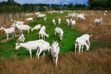 Fototapeta premium Goats graze on the field