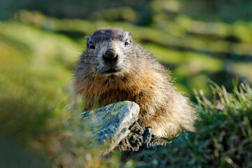 Cute fat animal Marmot, sitting in the grass with nature rock mountain habitat, Alp, Italy. Wildlife scene from wild nature. Funny image, detail of Marmot.