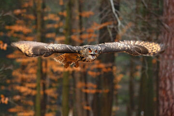 Eurasian Eagle Owl, Bubo bubo, with open wings in flight, forest habitat in background, orange...