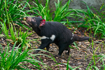 Tasmanian devil, Sarcophilus harrisii, carnivorous marsupial in the nature habitat. Rare animal from Tasmania. Cute black endemic mammal in the green vegetation, Tasmania wildlife.