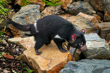 Tasmanian devil, Sarcophilus harrisii, carnivorous marsupial in the nature habitat. Rare animal...