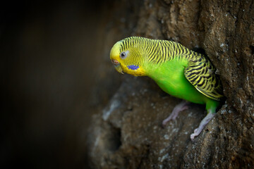 Budgerigar, Melopsittacus undulatus, long-tailed yellow green seed-eating parrot near the tree nest hole. Cute small bird in the habitat. Parrot in the nature habitat, Australia.