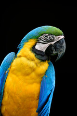 blue and gold macaw parrot with happy face and eye staring at you