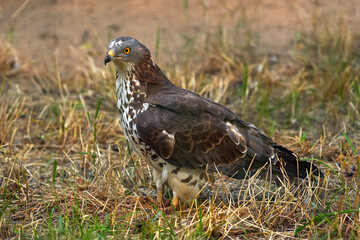 European honey buzzard, Pernis apivorus, sitting in the grass on the meadow. Wildlife scene from nature, Germany. Buzzard hawk in the nature habitat, brown bird.