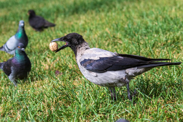 A young crow in a wide open beak holds a large nut. Side view. City birds. Close-up. Warm summer day in the park. Wild nature.