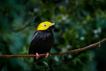 Golden-headed manakin, Ceratopipra erythrocephala, rare bizar bird, Amazon, Brazil in South America. Wildlife scene from nature. Birdwatching in Caribbean. Black bird with yellow head, nature.