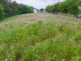 Early Summer scenery of Mulan grassland Scenic spot in Wuhan, Hubei Province, China