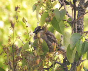 yellow billed hornbill