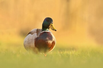 Male mallard in the grass . Wild duck. Wildlife scene from nature. Anas platyrhynchos