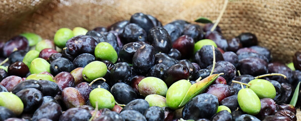 Black and green olives background. Selected focus