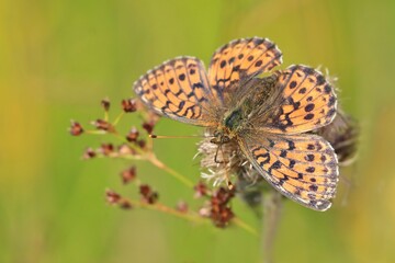 Lesser Marbled Fritillar butterfly or Brenthis ino feeding on a  flower with a blurry green background