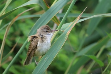 Great reed warbler (Acrocephalus arundinaceus) sitting on reed. Songbird in its habitat with soft green background. Wildlife scene from nature. Czech Republic