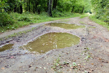 Wielka kałuża na drodze pośrodku lasu