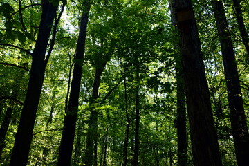 drzewa w lesie © Pawe