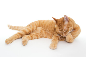 手を舐めている猫