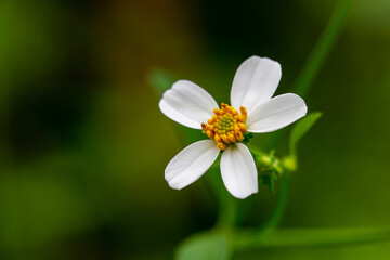 Obraz premium close up of a white flower
