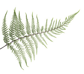 Fern leaf, Ornamental foliage, Fern isolated on white background, with clipping path 