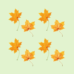 Naklejka na ściany i meble Autumn greeting card with beautiful yellow autumnal leaves of maple