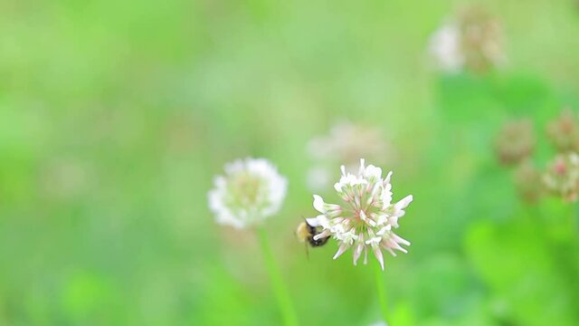 bumble-bee on a flower