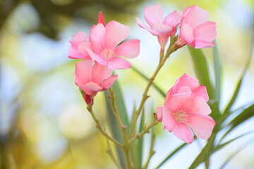 Nerium oleander - It is a shrub or small tree in the dogbane family Apocynaceae, toxic in all its parts. It is the only species currently classified in the genus Nerium.Found in South Asia region.