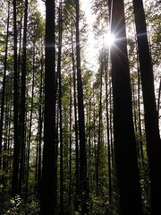 Metasequoia tree and Sunlight