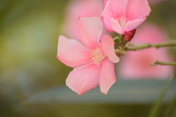 Nerium oleander - It is a shrub or small tree in the dogbane family Apocynaceae, toxic in all its...