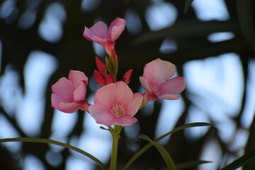 Fototapeta premium Nerium oleander - It is a shrub or small tree in the dogbane family Apocynaceae, toxic in all its parts. It is the only species currently classified in the genus Nerium.Found in South Asia region.