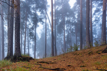 Obraz premium Autumn foggy pines forest on the morning.