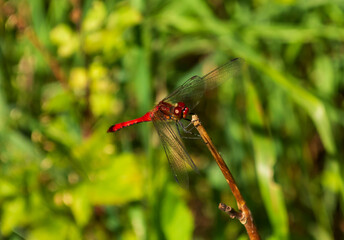 eine rote Libelle an einem Grashalm