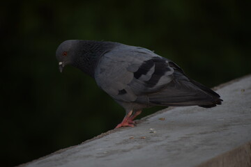 Indian Pigeon OR Rock Dove - The rock dove, rock pigeon, or common pigeon is a member of the bird family Columbidae. In common usage, this bird is often simply referred to as the "pigeon".