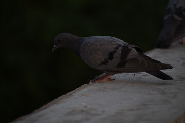 Indian Pigeon OR Rock Dove - The rock dove, rock pigeon, or common pigeon is a member of the bird family Columbidae. In common usage, this bird is often simply referred to as the "pigeon".