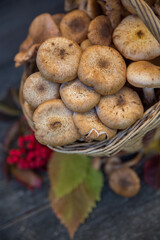 Autumn still life-Armillaria mellea mushrooms in a basket, on an old wooden background. Selective focus.