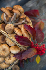 Autumn still life-Armillaria mellea mushrooms in a basket, on an old wooden background. Selective focus.
