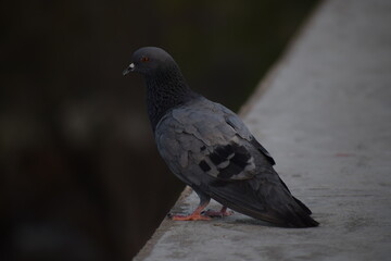 Indian Pigeon OR Rock Dove - The rock dove, rock pigeon, or common pigeon is a member of the bird family Columbidae. In common usage, this bird is often simply referred to as the "pigeon".