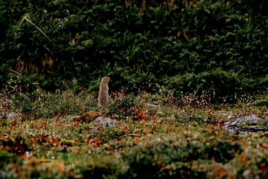 hermelin in a field