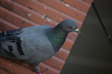 Indian Pigeon OR Rock Dove - The rock dove, rock pigeon, or common pigeon is a member of the bird family Columbidae. In common usage, this bird is often simply referred to as the "pigeon".