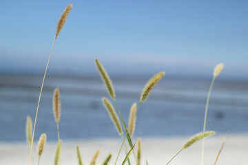 Fototapeta premium ears of wheat in the wind
