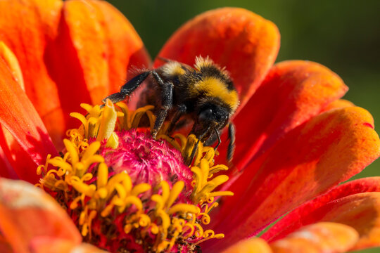 Bumblebee gathers nectar on a zinnia flower on a sunny summer day. Close-up, macro photo