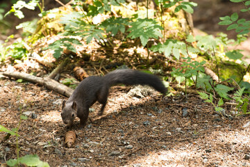 Das verspielte Eichhörnchen