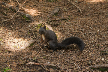 Das verspielte Eichhörnchen