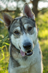 Fototapeta premium Portrait of a mongrel dog in nature close-up