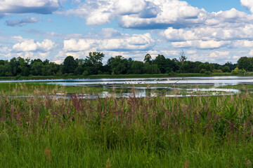 Teichlandschaft im Spreewald mit Wasservögel