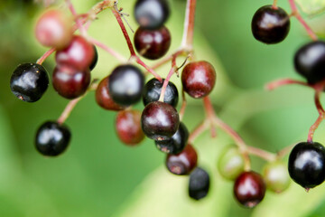 Reife Holunderbeeren an einem grünen Strauch
