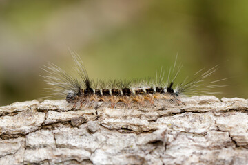 Image of Hairy caterpillar on tree on natural background. Insect. Worm. Animal.